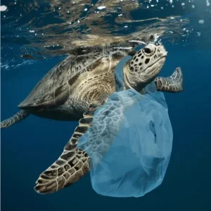 Tortue bloquée sac plastique